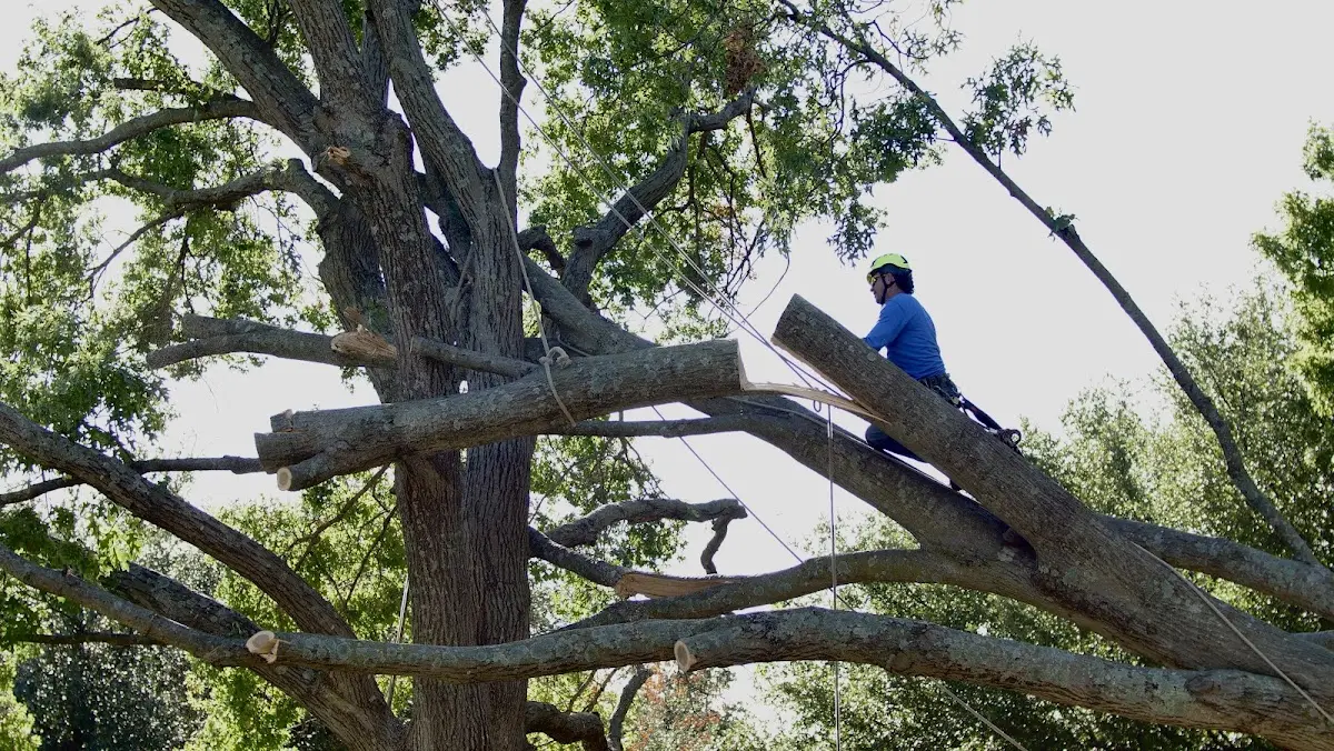 Professional Hazardous Tree Removal performed by certified arborists in Enola