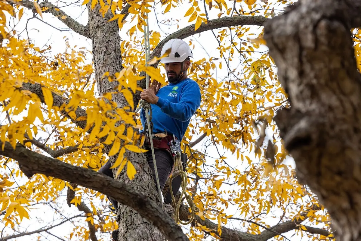 Skilled Storm Damage Cleanup crew working in Enola